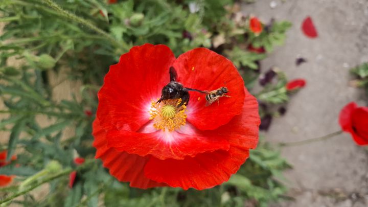Besuch in der Mohnblüte